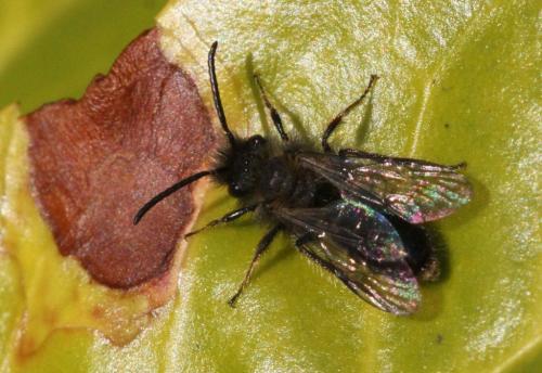 Andrena bicolor